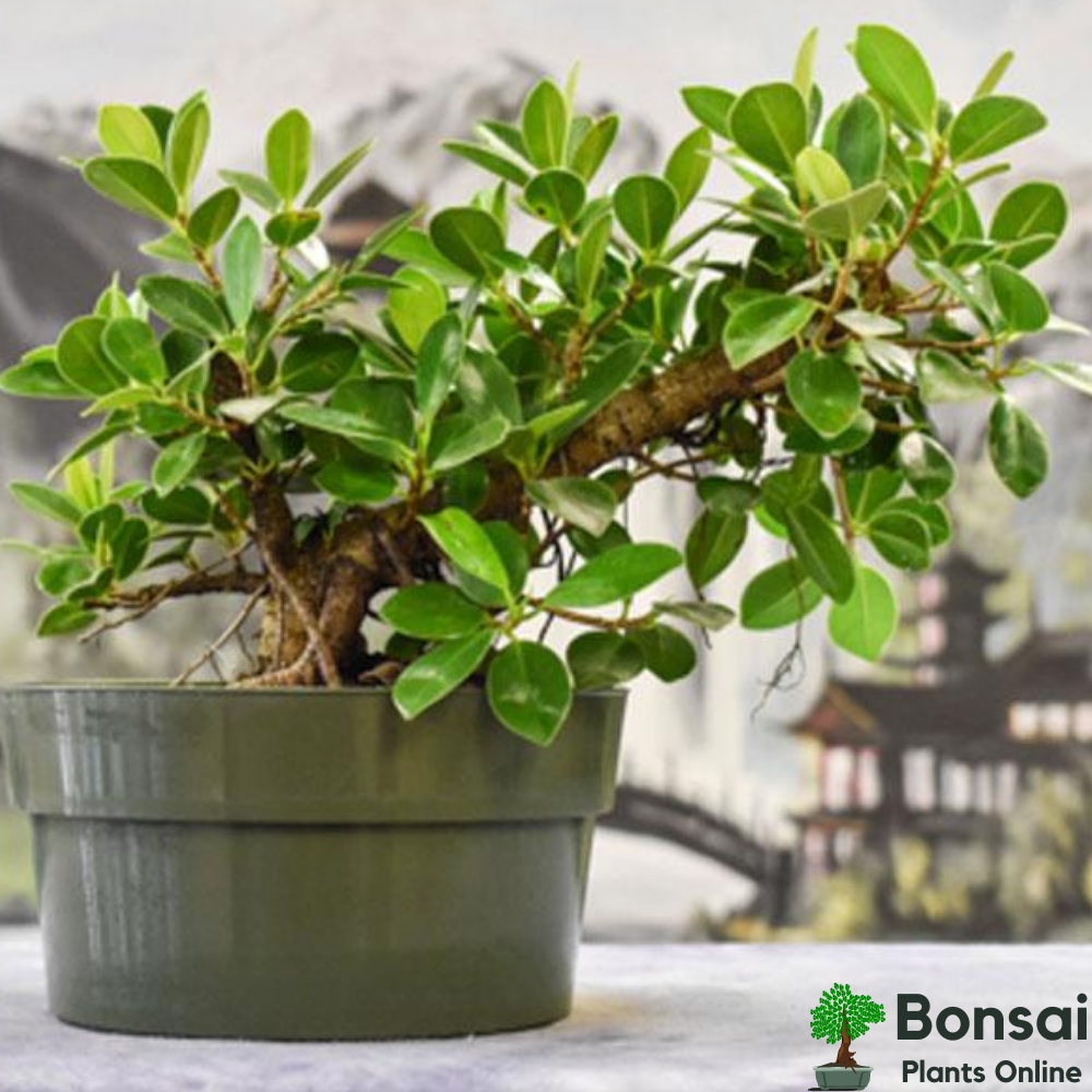 Ficus Long Island bonsai as a mini Banyan bonsai indoors