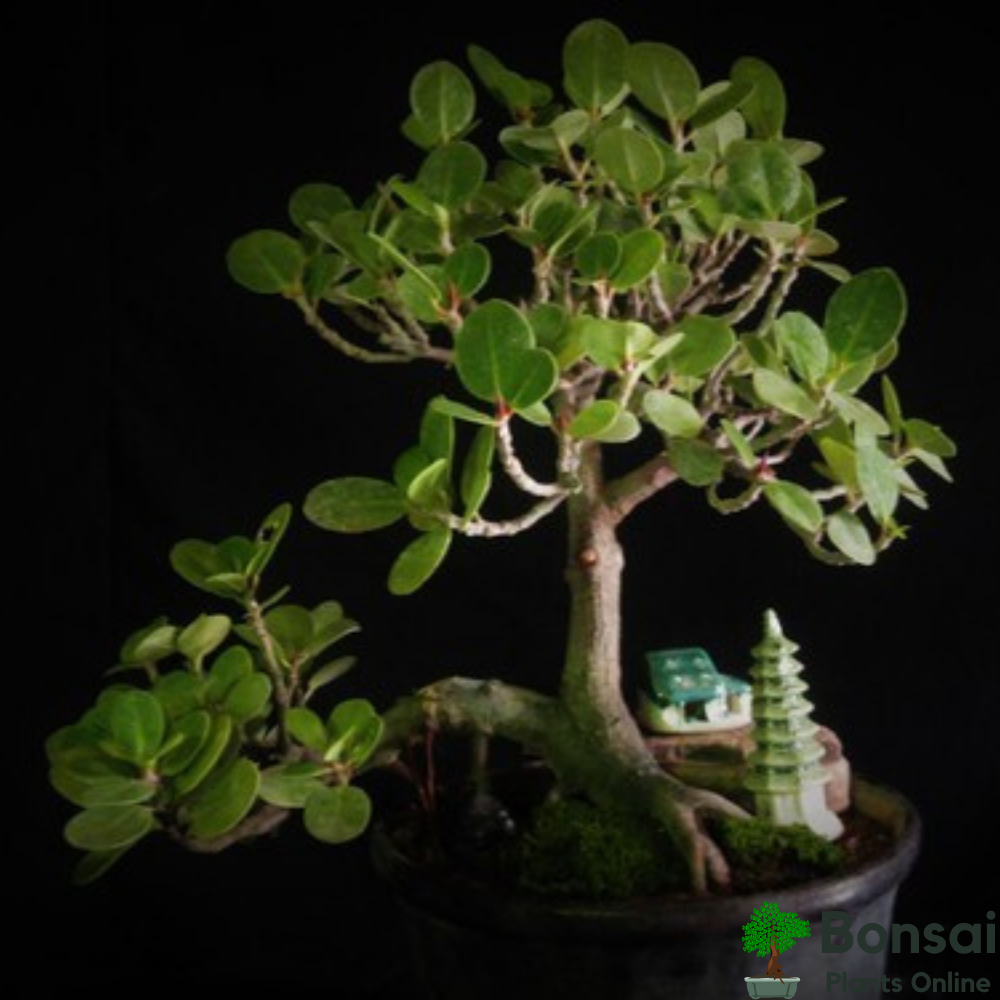 Ficus Long Island bonsai as a mini Banyan bonsai indoors