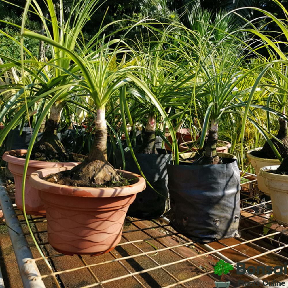 Caring for your Date Palm Tree bonsai