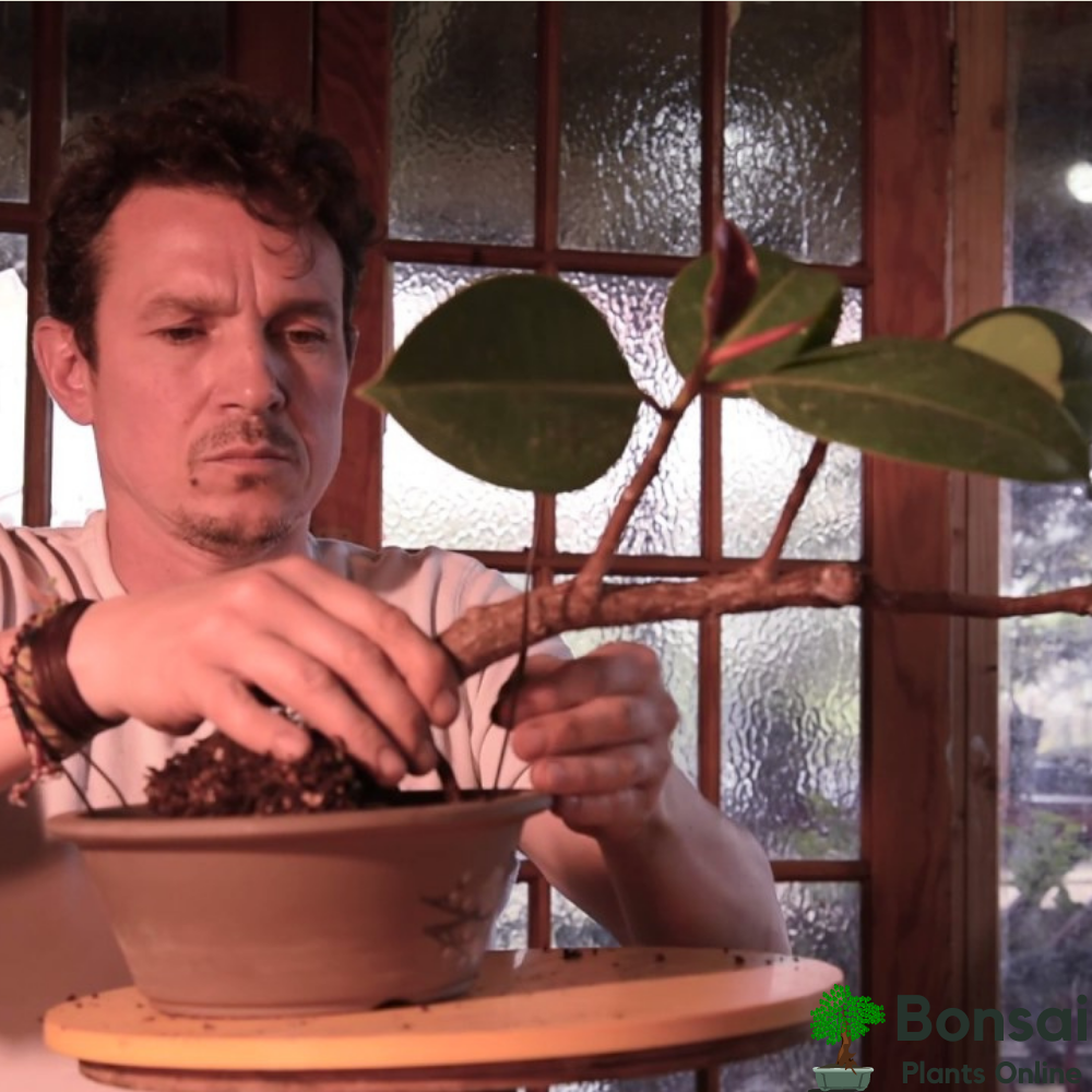 Caring for your bonsai Rubber Tree indoors