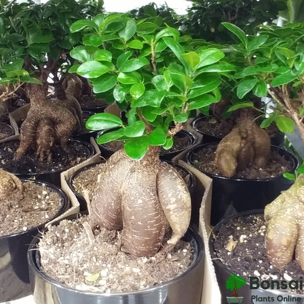 Easily care for your Ficus bonsai plant indoors