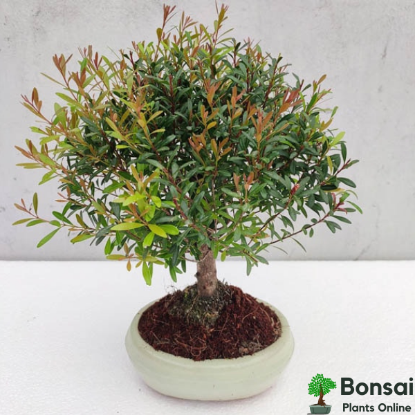 Get this beginner-friendly Brush Cherry bonsai tree for sale in India