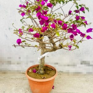 Bougainvillea bonsai tree