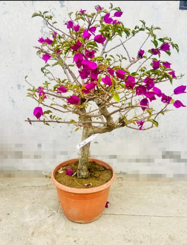 Bougainvillea bonsai tree