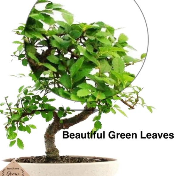 Chinese Elm Bonsai Tree - 5 Yrs Old - Image 6