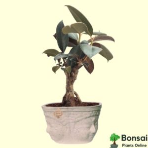 Get this 5 year old Rubber Tree plant for sale in India