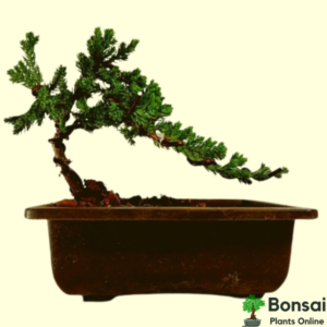 Get the coniferous Juniper bonsai plant for sale in India