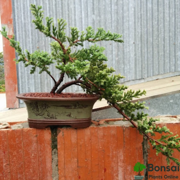 Get the coniferous Juniper bonsai tree home in India