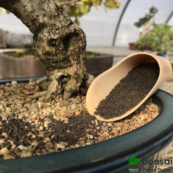 Easily maintain good plant health with this bonsai fertilizer for sale in India