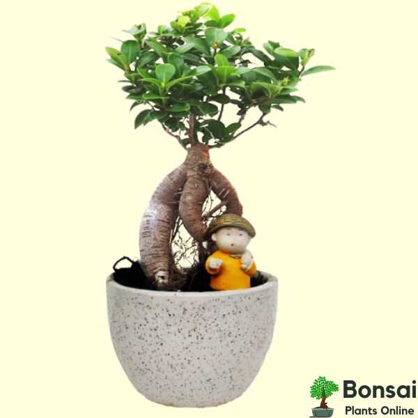 Get this grafted Ficus bonsai tree for sale in India