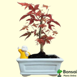 Get the beautiful Japanese Red Maple bonsai tree for sale in India