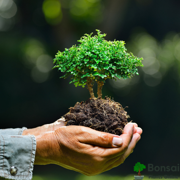 Grow healthy bonsai plants with this Essential Bonsai Soil Mix for sale in India