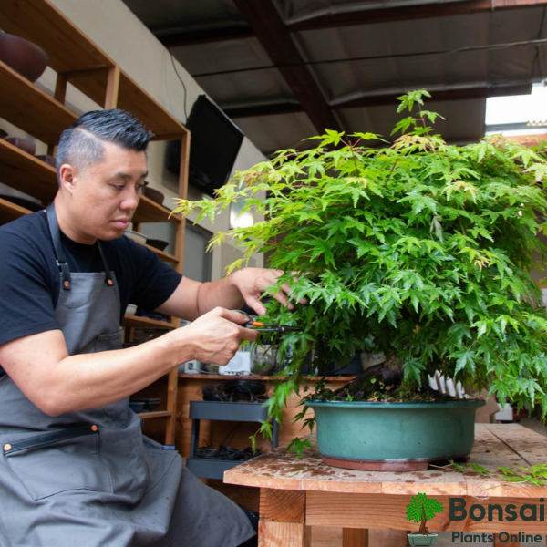 Get these bonsai tools for easy bonsai tree care