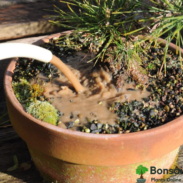 Easily maintain good plant health with this bonsai fertilizer for sale in India