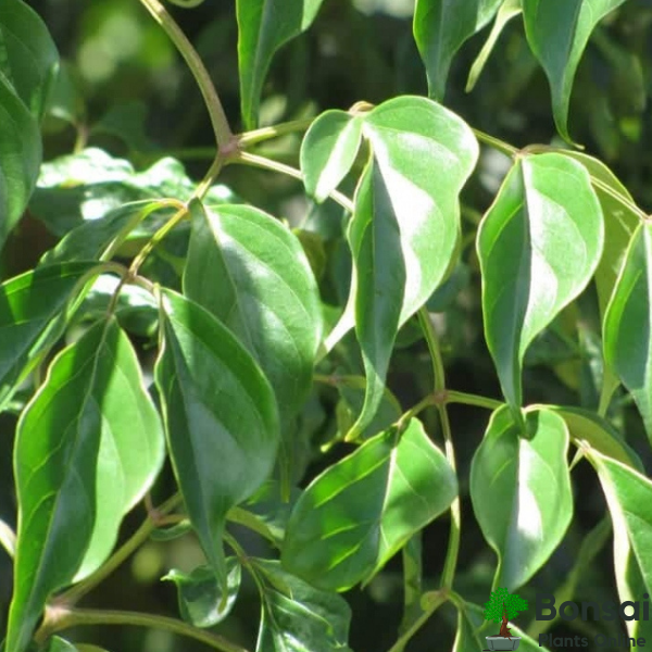 Beautify your indoors with the Radermachera bonsai plant for sale in India