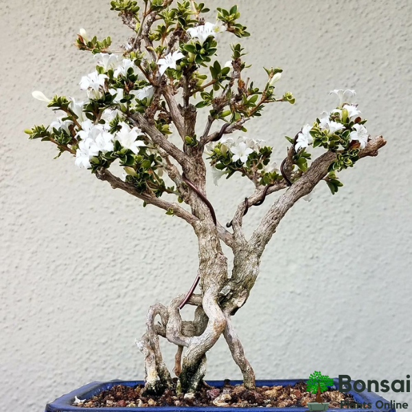 Flowering Serissa bonsai tree for indoors and outdoors