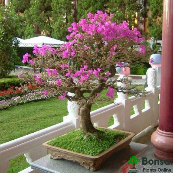 Get this beautiful 4 years old Bougainvillea bonsai tree for your home