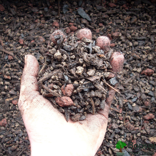 Grow healthy bonsai plants with this Essential Bonsai Soil Mix for sale in India