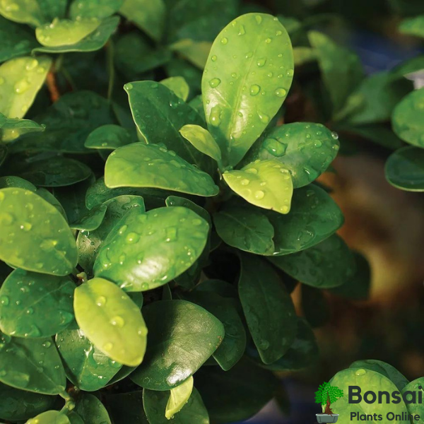 Get the beautiful Ficus bonsai tree for sale in India