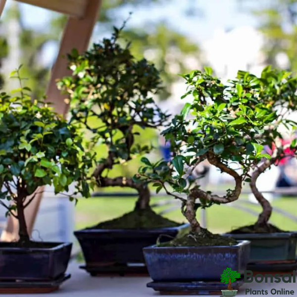 Get these bonsai tools for easy bonsai tree care