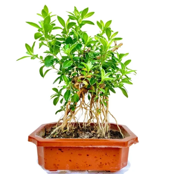 Serissa Mame Bonsai Tree With Exposed Roots (Snow Rose) - 4 Yrs Old