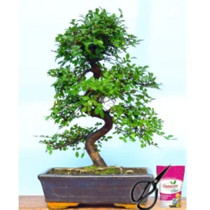 Ulmus Bonsai Tree (Chinese Elm) - 10 Yrs Old (Copy)