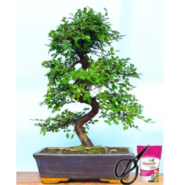 Ulmus Bonsai Tree (Chinese Elm) - 10 Yrs Old (Copy)