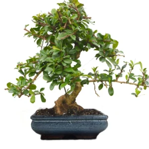 Bonsai Plants 10 Yrs Old Carmona / Fukien Tea Tree 40cm