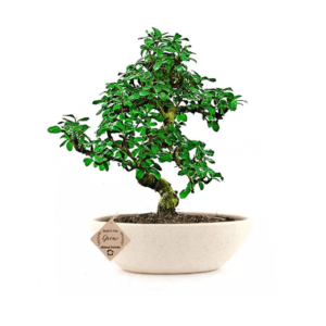 Exotic Carmona Bonsai Tree - 7 Yrs Old