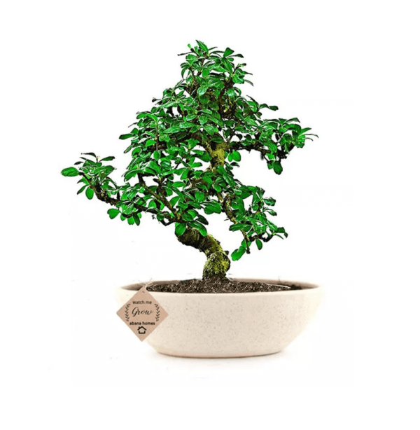 Exotic Carmona Bonsai Tree - 7 Yrs Old