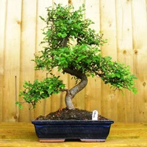 Chinese Elm Bonsai Tree - 9 Yrs Old