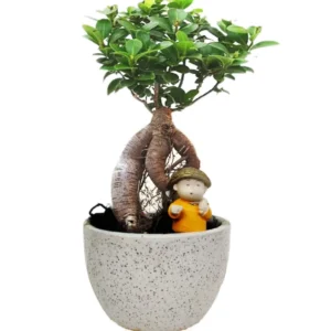 Grafted Ficus Bonsai Tree - 4 Yrs Old