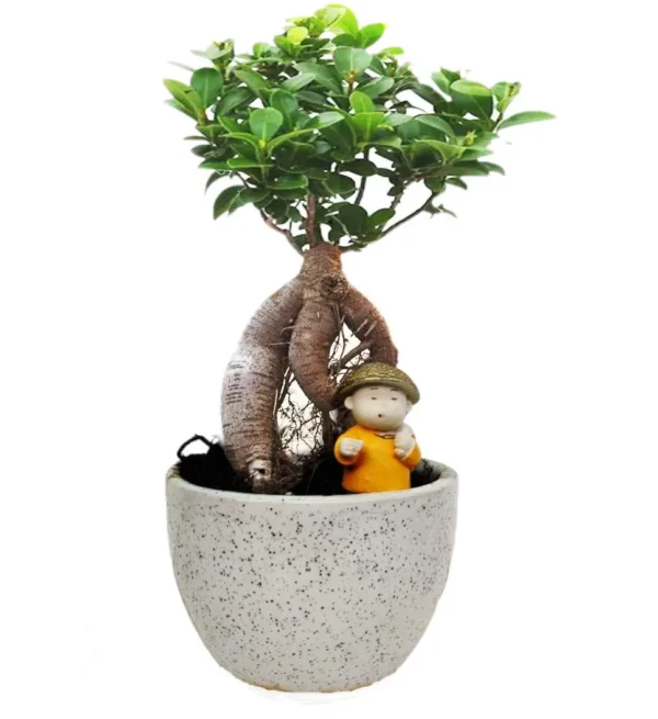 Grafted Ficus Bonsai Tree - 4 Yrs Old