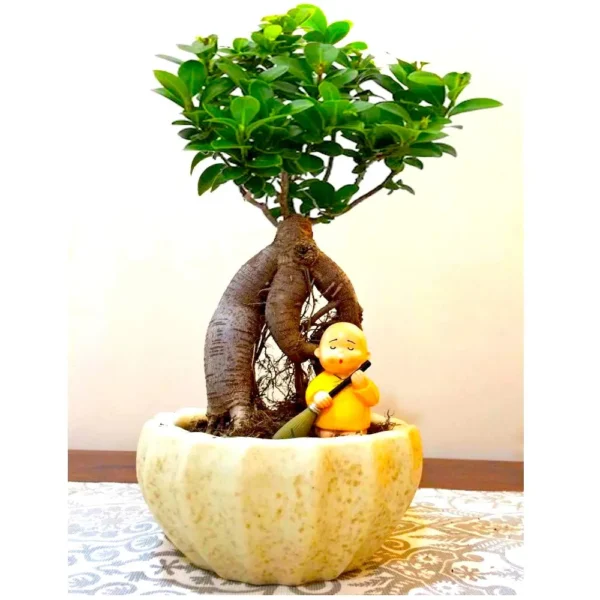 Ficus Bonsai Tree With Figurine - 4 Yrs Old