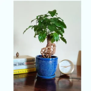 Radermachera Bonsai Plant (China Doll Plant)