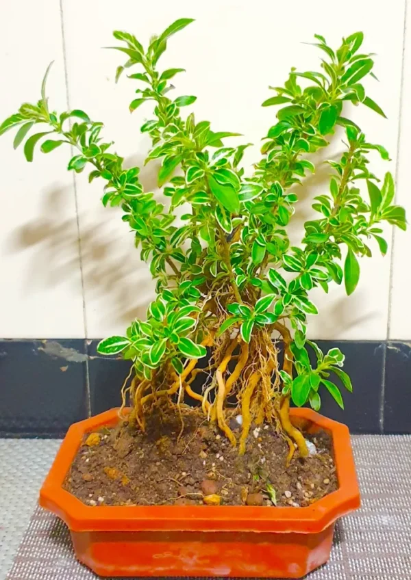 Serissa Mame Bonsai Tree With Exposed Roots (Snow Rose) - 4 Yrs Old - Image 3