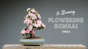 Flowering Bonsai Trees