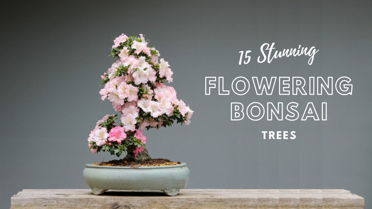 Flowering Bonsai Trees
