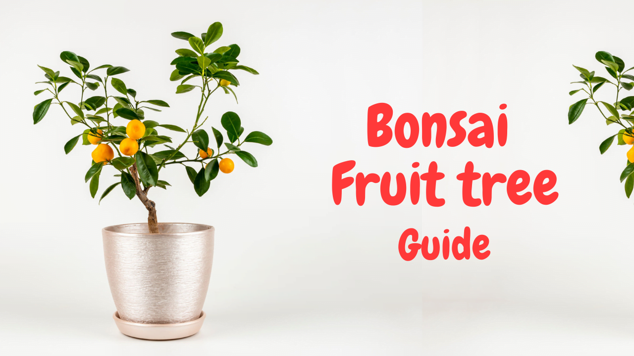 Bonsai Fruit tree