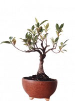 Ficus Bonsai Plant ( i shape )