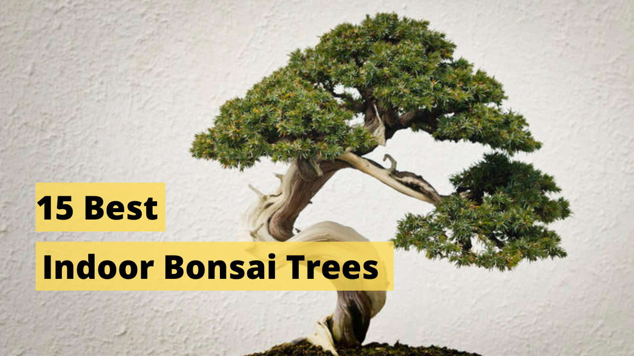 Indoor Bonsai Tree