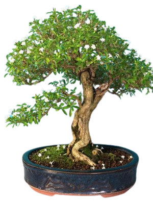 Big Bonsai Tree