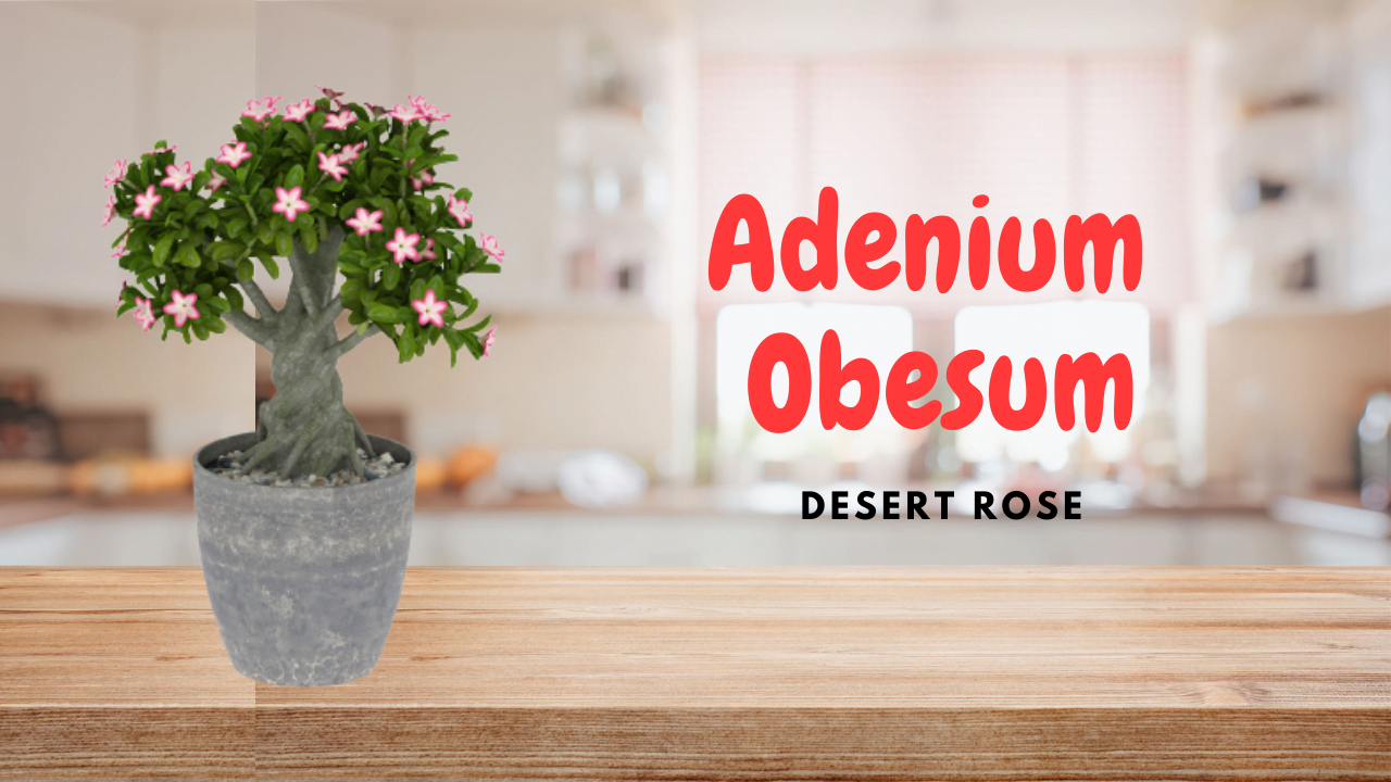 Adenium obesum