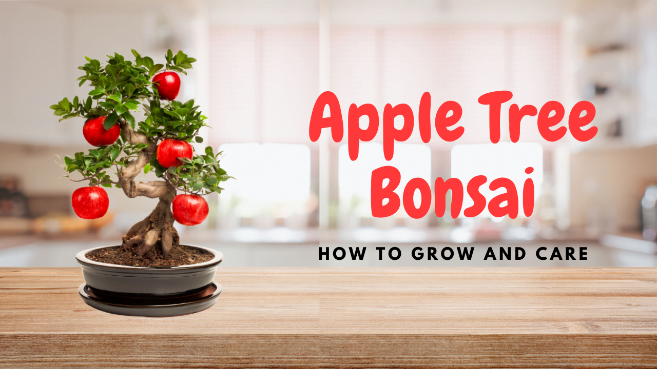 Apple Tree Bonsai