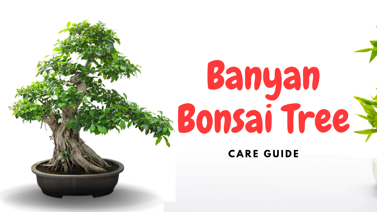 Banyan Bonsai Tree