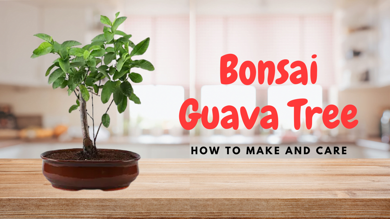 Bonsai Guava Tree