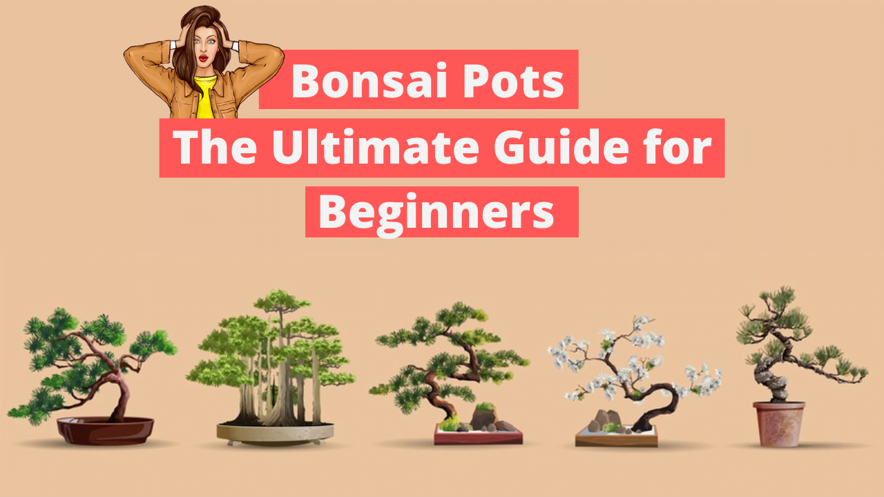 Bonsai Pot