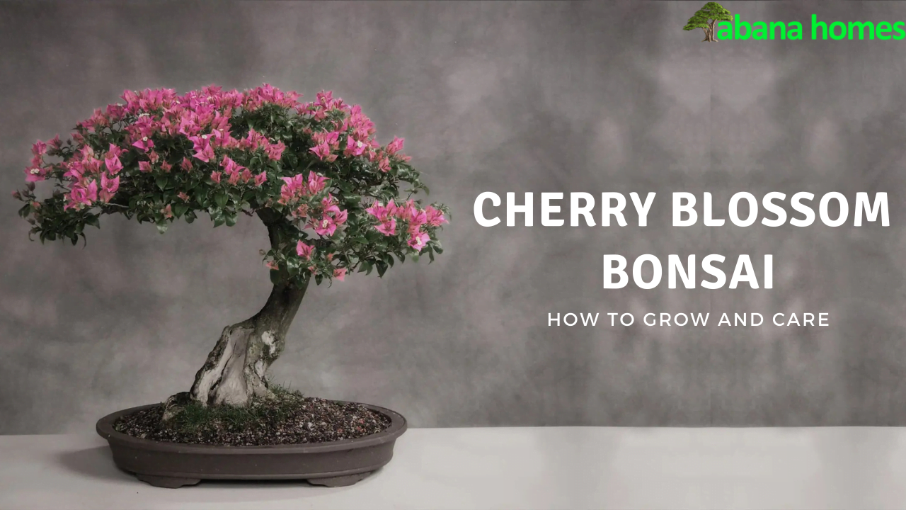 Cherry Blossom Bonsai
