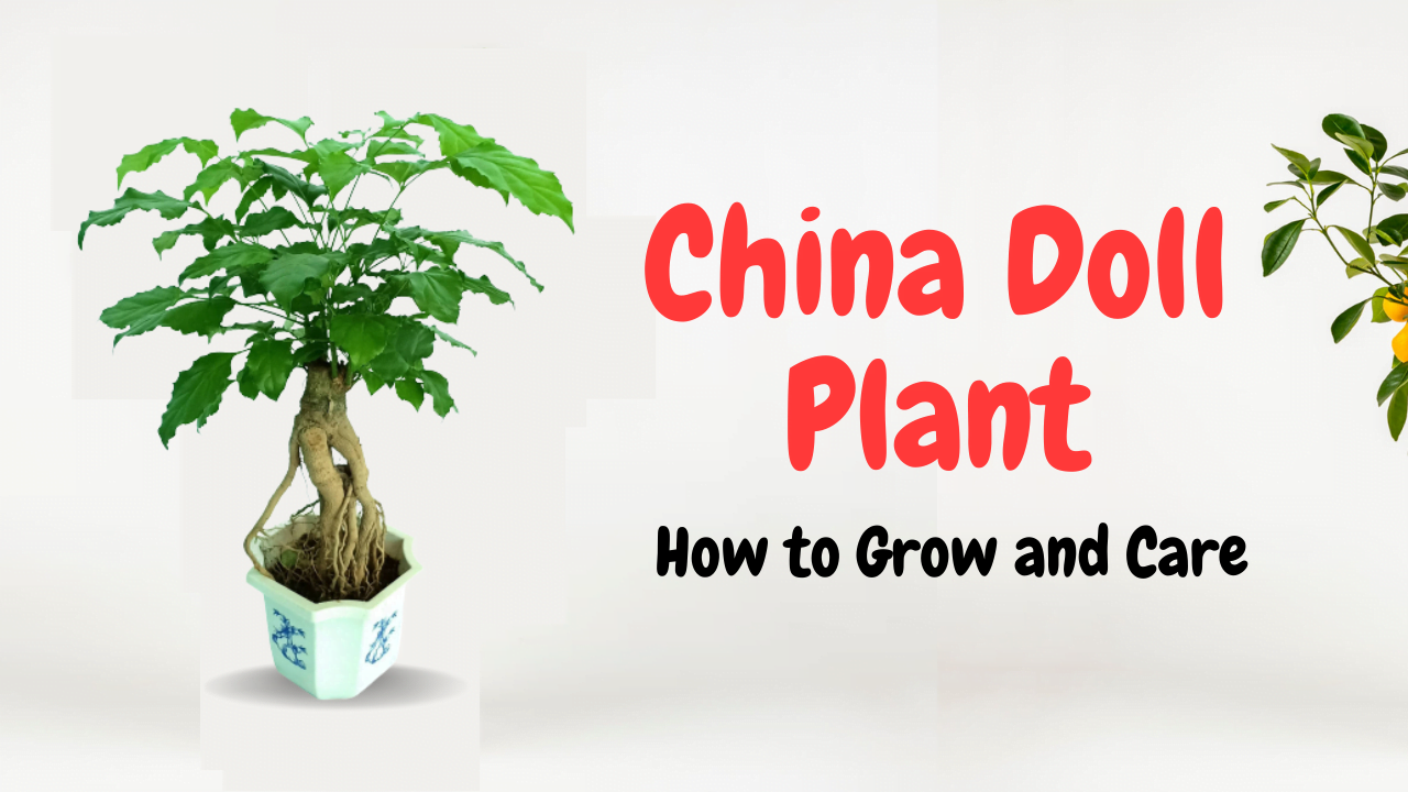 China Doll Plant