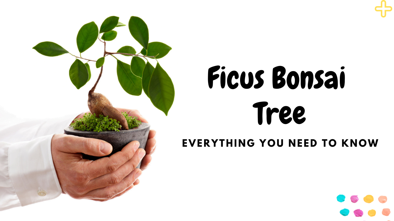 Ficus Bonsai Tree